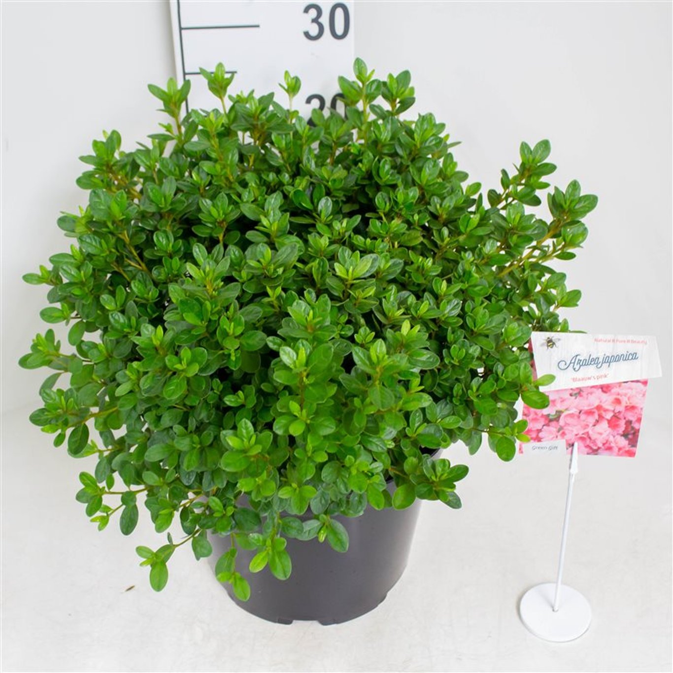 Rhododendron – Rhododendron (AJ); 'Blaauw's Pink' - C10 40-50 CM